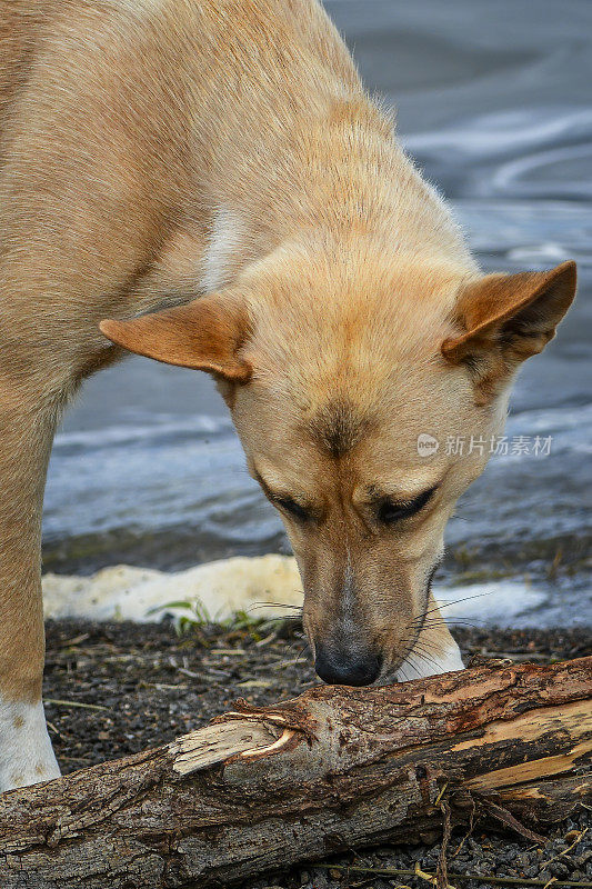 幼年澳洲野狗(Canis lupus Dingo)